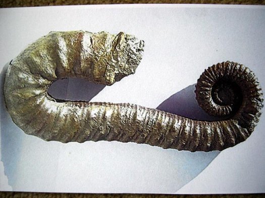 8_Ancyloceras_Ob_Barremium_60cm.JPG 8_Ancyloceras_Ob_Barremium_60cm.JPG