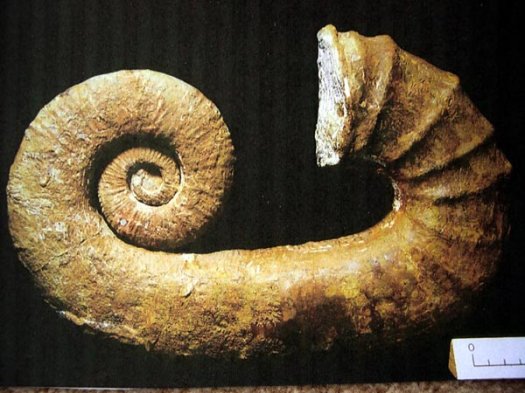 9_Ancyloceras_sp_o_Barremium.JPG 9_Ancyloceras_sp_o_Barremium.JPG