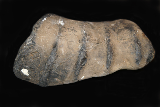 06_crioceras_spec.jpg 06_crioceras_spec.jpg