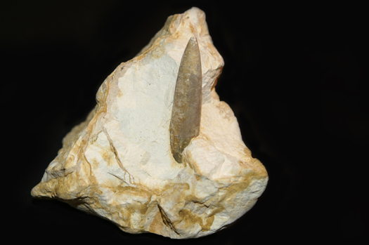 09_neohibolites_ewaldi.jpg 09_neohibolites_ewaldi.jpg