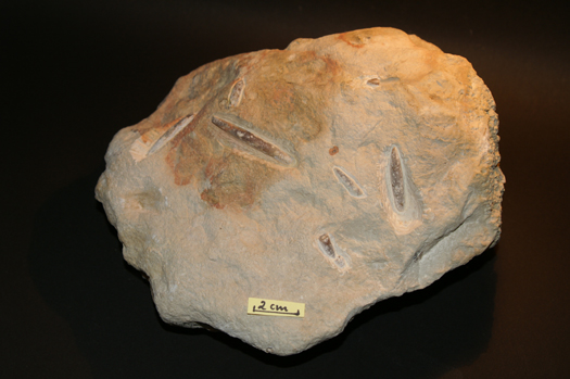 09_neohibolites_minimus.JPG 09_neohibolites_minimus.JPG
