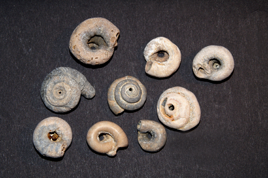 10_rotularia_phillipsi.JPG 10_rotularia_phillipsi.JPG