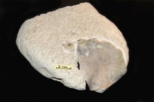 11_inoceramus.jpg 11_inoceramus.jpg