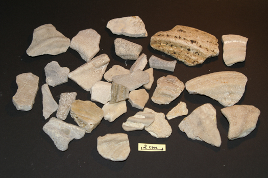 12inoceramenfragmente.JPG 12inoceramenfragmente.JPG