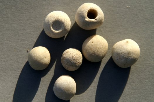 13porosphaerus_globularis.JPG 13porosphaerus_globularis.JPG