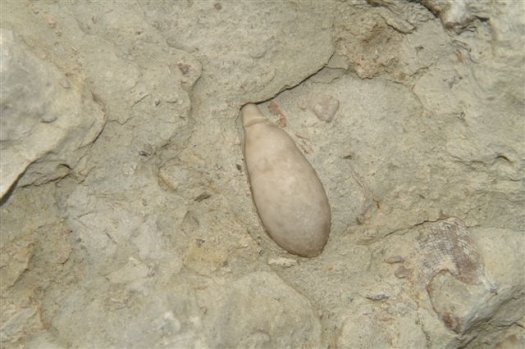 Bild3Seeigelstachel_in_situ_Venda_Nova.JPG Bild3Seeigelstachel_in_situ_Venda_Nova.JPG