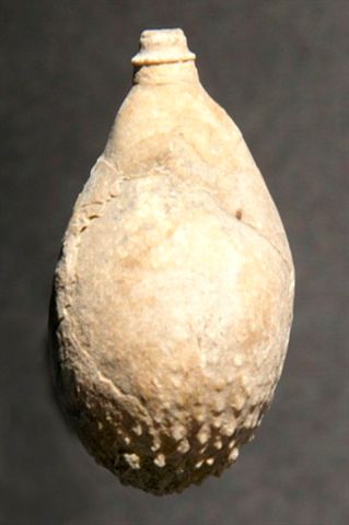 Bild4Venda_Nova_Pseudocidaris_mammosa.jpg Bild4Venda_Nova_Pseudocidaris_mammosa.jpg
