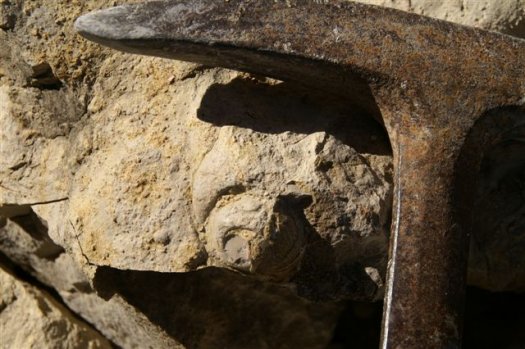 Bild6Schnecke_in_situ_Casais_do_Saigada1.JPG Bild6Schnecke_in_situ_Casais_do_Saigada1.JPG