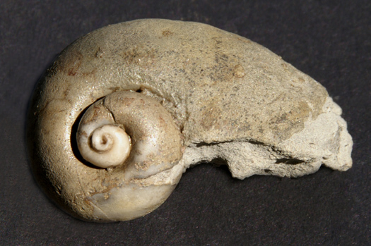 Bild7_Steinkern_unbest_Schnecke_Casais_do_Saigada.jpg Bild7_Steinkern_unbest_Schnecke_Casais_do_Saigada.jpg