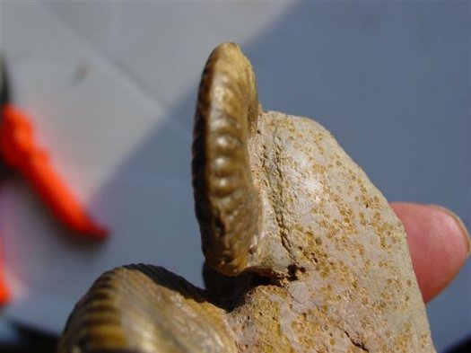 nodiferites_nodifer2.jpg nodiferites_nodifer2.jpg
