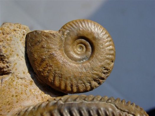 nodiferites_nodifer_walter_esberger_sengenthal.jpg nodiferites_nodifer_walter_esberger_sengenthal.jpg