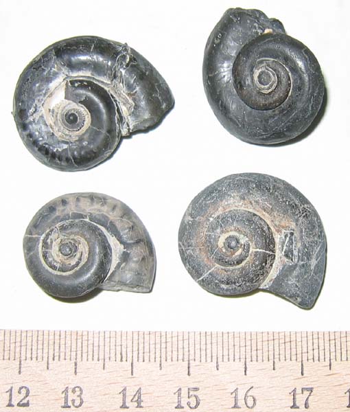 11_Jurassiphorus_fittoni.jpg 11_Jurassiphorus_fittoni.jpg