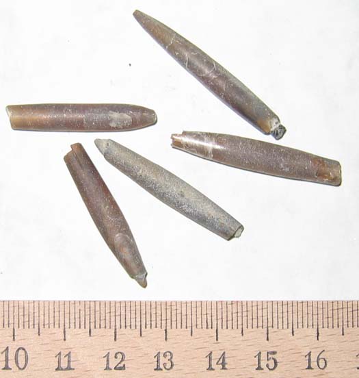 12Hibolites.jpg 12Hibolites.jpg