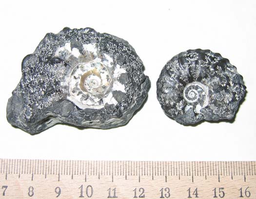13Dimorphoplites.jpg 13Dimorphoplites.jpg