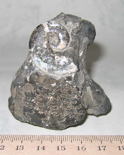 14Anahoplites_planus.jpg 14Anahoplites_planus.jpg
