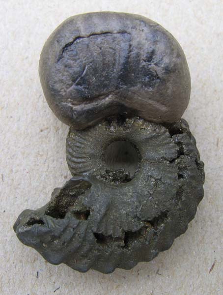 7Euhoplites_cantianus.jpg 7Euhoplites_cantianus.jpg