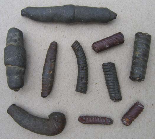 7Protanisoceras_sp.jpg 7Protanisoceras_sp.jpg