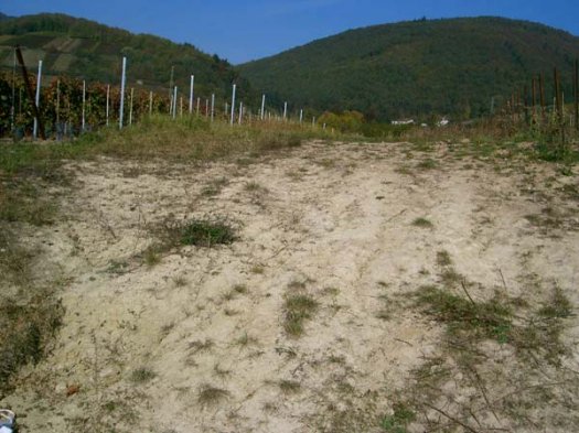 Abb1_Wirtschaftsweg_und_angrenzende_Wiese.JPG Abb1_Wirtschaftsweg_und_angrenzende_Wiese.JPG
