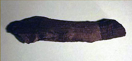 Calamites2.JPG Calamites2.JPG