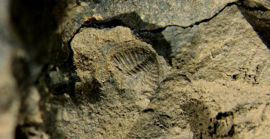 Trilobit.JPG Trilobit.JPG