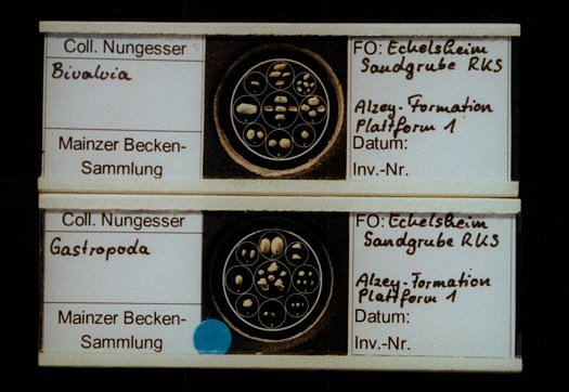 Abbildung22_nungesser.jpg Abbildung22_nungesser.jpg