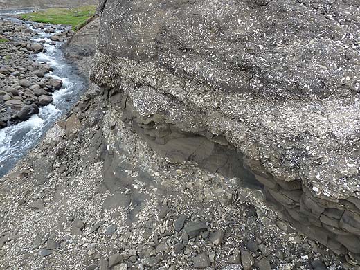 Island_Muschelbankb.jpg Island_Muschelbankb.jpg