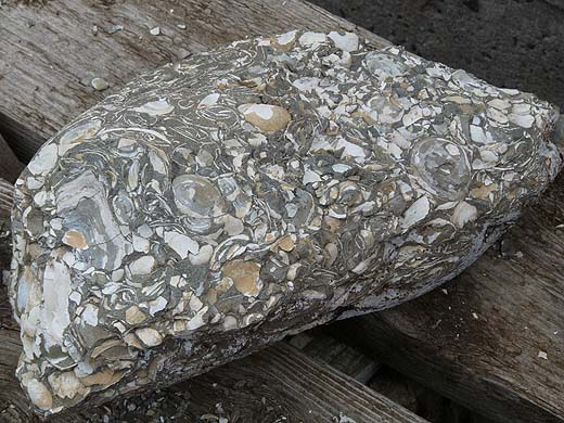 Island_Muschelgesteinb.jpg Island_Muschelgesteinb.jpg
