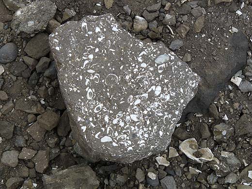 Island_Muschelstein_2b.jpg Island_Muschelstein_2b.jpg