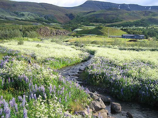 Island_Naturb.jpg Island_Naturb.jpg