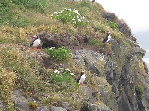 Island_papageitaucherb.jpg Island_papageitaucherb.jpg