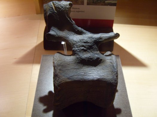 Sauriermuseum_Asturien.5.07_009.jpg Sauriermuseum_Asturien.5.07_009.jpg