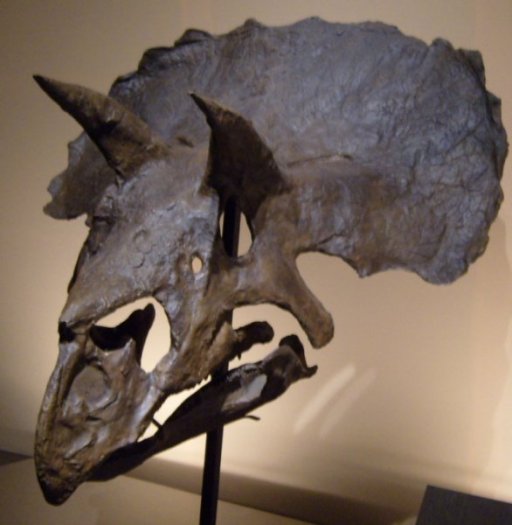 Sauriermuseum_Asturien.5.07_029.jpg Sauriermuseum_Asturien.5.07_029.jpg
