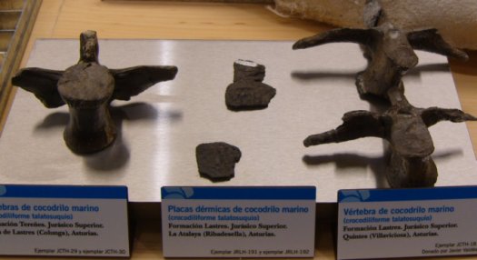 Sauriermuseum_Asturien.5.07_045.jpg Sauriermuseum_Asturien.5.07_045.jpg
