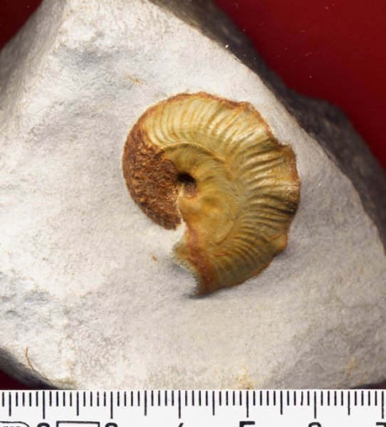Cymaceras_g__252_mbeli_2.jpg Cymaceras_g__252_mbeli_2.jpg