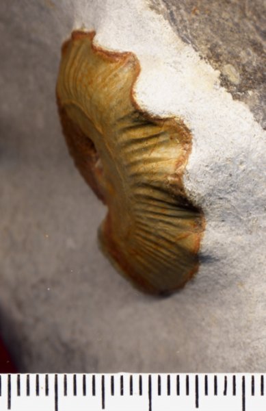 Cymaceras_g__252_mbeli_2a.jpg Cymaceras_g__252_mbeli_2a.jpg