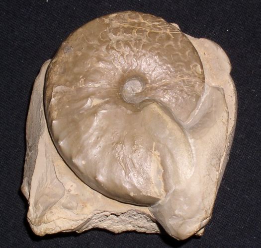 1_flexousus_zone_002.jpg 1_flexousus_zone_002.jpg