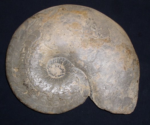 dorsoplanus_001.jpg dorsoplanus_001.jpg