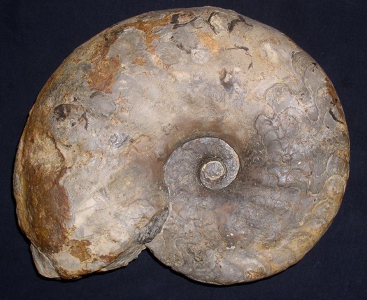 dorsoplanus_003.jpg dorsoplanus_003.jpg