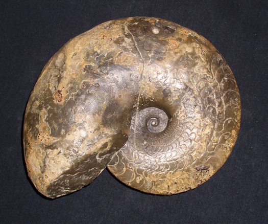 dorsoplanus_004.jpg dorsoplanus_004.jpg