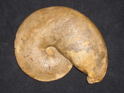 dorsoplanus_005.jpg dorsoplanus_005.jpg
