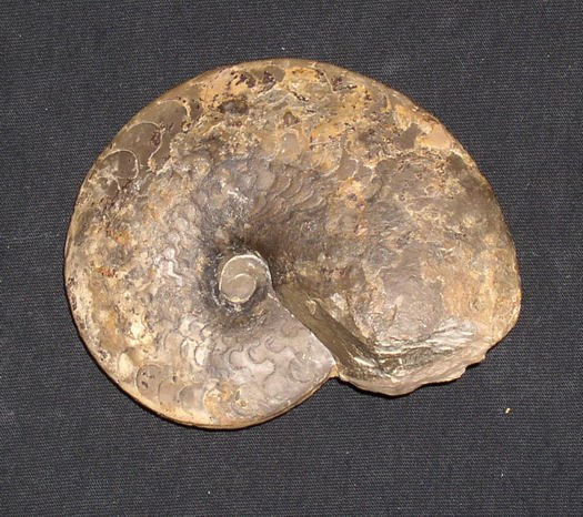 dorsoplanus_006.jpg dorsoplanus_006.jpg