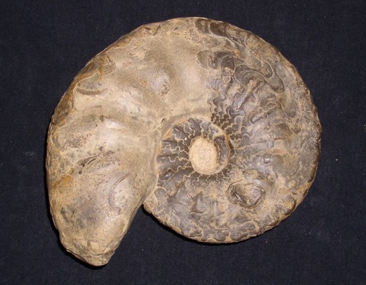 dorsoplanus_007.jpg dorsoplanus_007.jpg
