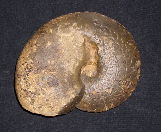 dorsoplanus_008.jpg dorsoplanus_008.jpg