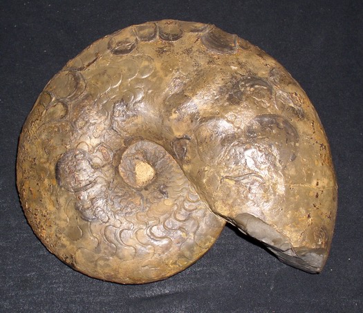 hollst_25cm_dorso.jpg hollst_25cm_dorso.jpg