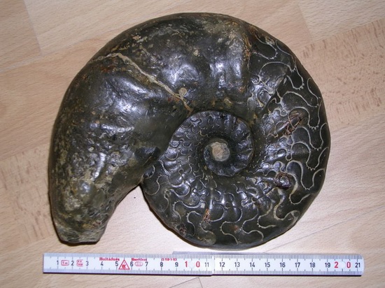 Uxlayotgan yalangoch qizlar foto galereyasi Boss porno orqali yoqdi