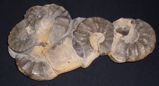 praenodosus_001.jpg praenodosus_001.jpg