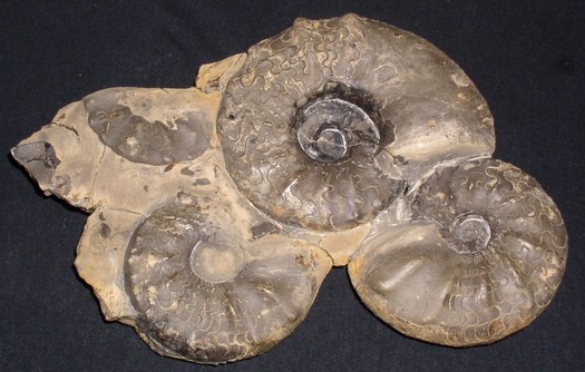 praenodosus_002.jpg praenodosus_002.jpg