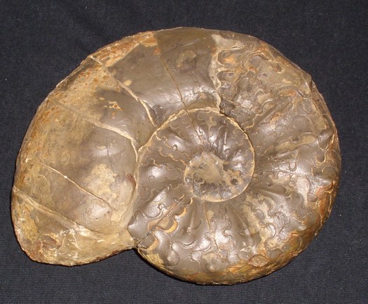 praenodosus_003.jpg praenodosus_003.jpg