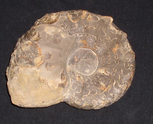 praenodosus_004.jpg praenodosus_004.jpg