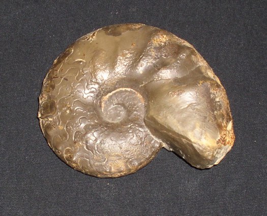 praenodosus_005.jpg praenodosus_005.jpg